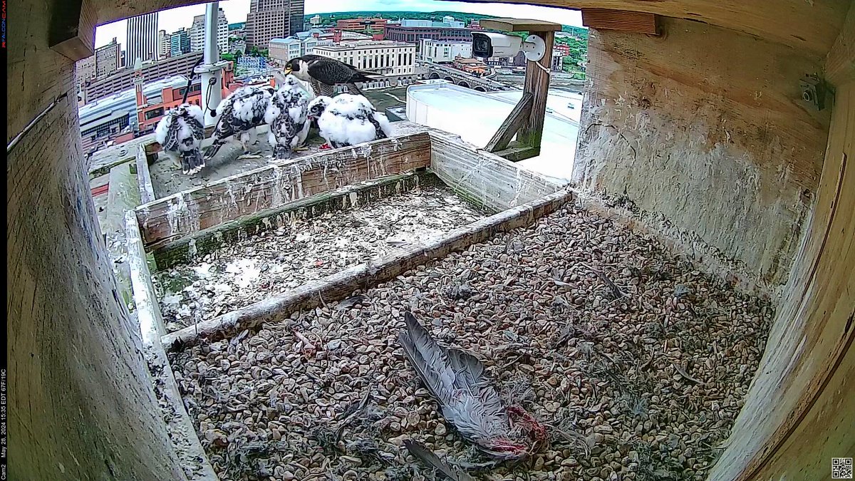 #ROC #peregrine Nova serves late lunch on the south corner! She did move in closer when Mighty wasn't too keen on going all the way out!