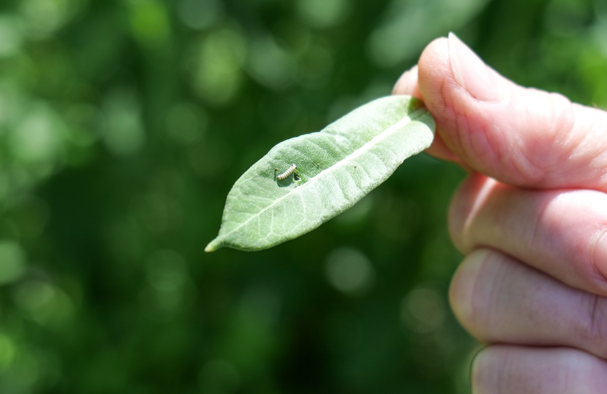 The first monarch caterpillar of the year was spotted today at The Watershed Institute. 🐛 We're counting down the days for the seasonal opening of the Kate Gorrie Butterfly House—6/15 can't come soon enough! 🦋✨

Calendar of Events: thewatershed.org/programs-event…