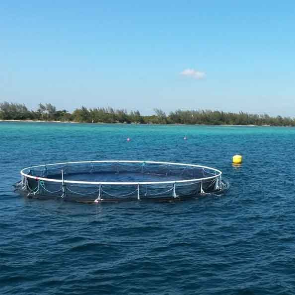 Embajadora de #Cuba en Noruega, Maité Rivero Torres, visitó Instituto noruego de Investigaciones Marinas, que desarrolla con Centro cubano de Investigaciones Pesqueras (CIP) proyecto 'Producción de alevines de peces marinos en Cuba, que promueve la acuicultura marina sostenible'