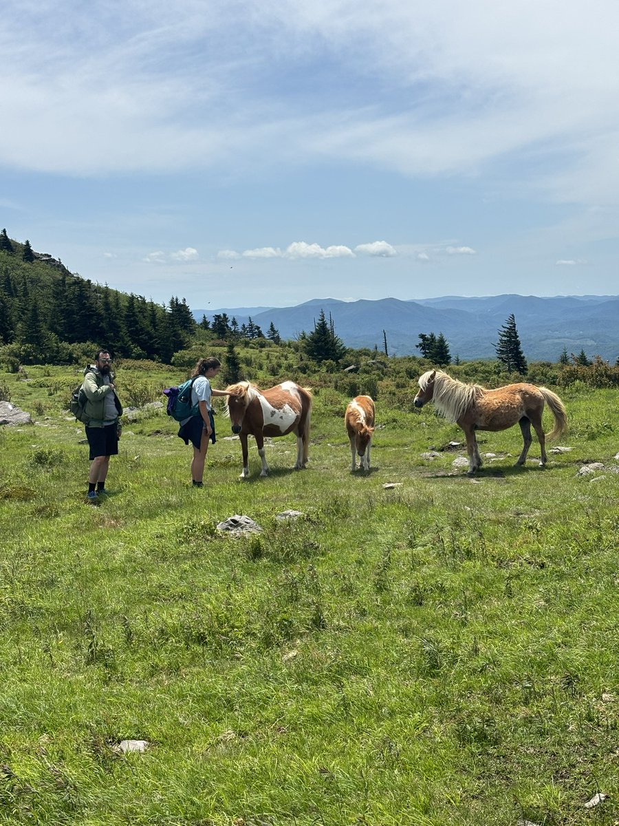 christopher_doi's tweet photo. The second of my Memorial Day #DukesHike. This one at Grayson Highlands. One of my favorites. https://t.co/FqVCiwYB2R