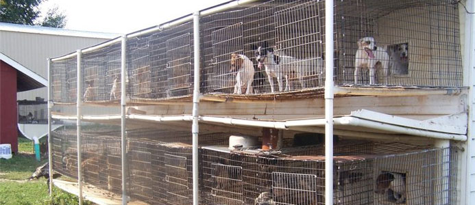 ScienceEnjoy3r's tweet image. This is another organization I found that is combating puppy mills: Companion Animal Protection Society. There are ways to donate, ways to volunteer, and all the information you need to know about puppy mills on their website #UCanimals
caps-web.org/?gad_source=1&amp;amp;…