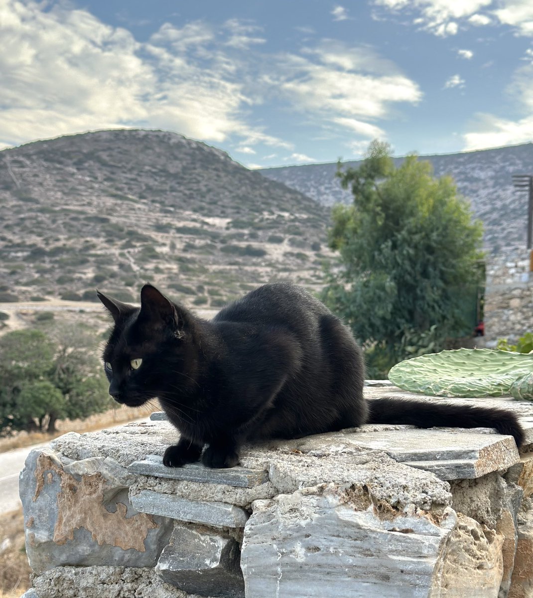 Meet Elektra, a spayed female pictured in the hilltop village cat colony in front of Mt Papas, and one of the Aegean cats we care for on this tiny Greek island.
You can help the #cats by donating now to fund life-saving healthcare and food. Purr!
#Cats 
gofundme.com/f/cats-of-irak…