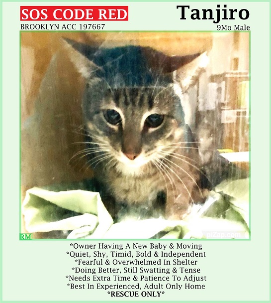 🆘CODE RED🆘2ND CHANCE TBD THU 5/30/24🆘PLEDGES NEEDED🆘
💖TERRIFIED 9MO GRAY #TABBY #KITTEN 'TANJIRO'💖
😿💔DUMPED 4 A NEW BABY, TBD BECAUSE HE'S SCARED
🚨NEEDS #RESCUE #FOSTER🚨
▶197667 facebook.com/photo/?fbid=85…
🚨NEW HOPE RESCUE ONLY🚨
🙏🏽#PLEDGE 2 #SAVEALIFE
#BROOKLYN #NYCACC
