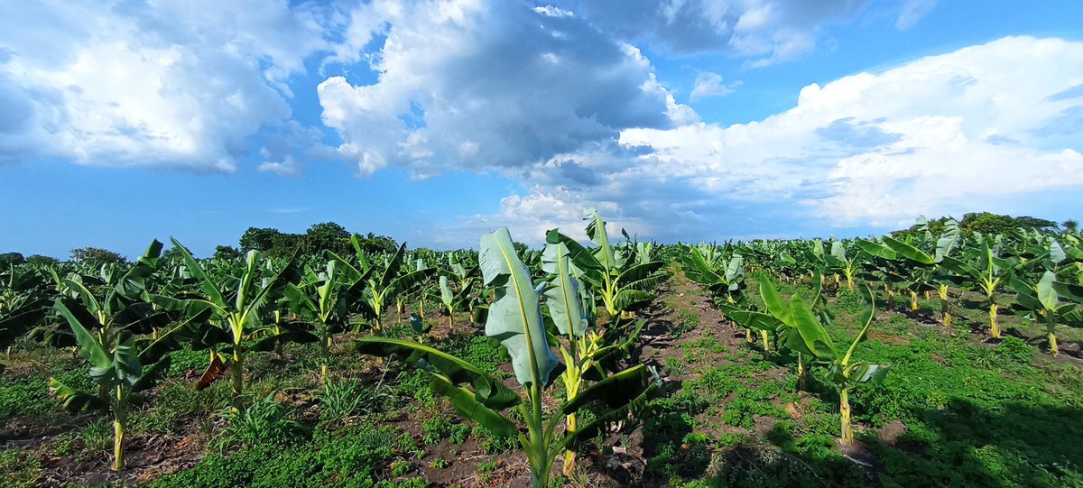 #NoticiasLocales Avanzan en el municipio de Vertientes las acciones para el desarrollo de los programas de producción de alimentos. El campesino Alexander Gil se suma a la brigada que incrementan atrás productivas, con aproximadamente 75 hectáreas de siembra de plátano