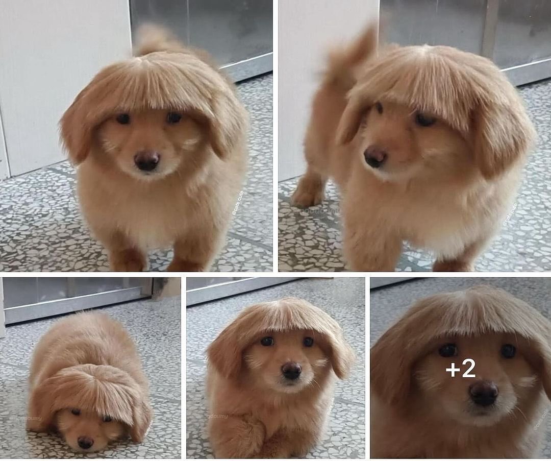 💖 (@twaniimals) on Twitter photo 