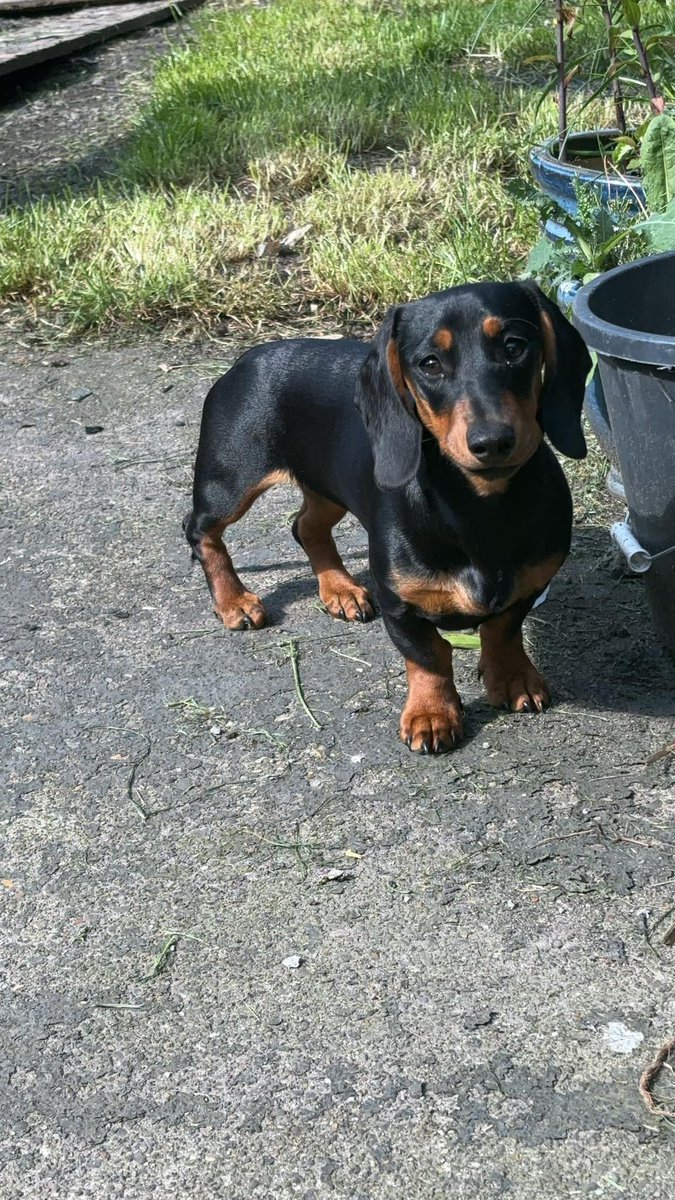 Brenda is a Black/Tan #Dachshund who went #missing from the #Walker area of #Newcastle on Saturday, 25/5. Please keep 👀 peeled, especially if you are in the Walker area, but she could be anywhere. She is neutered so of no use to anyone but her adoring family.