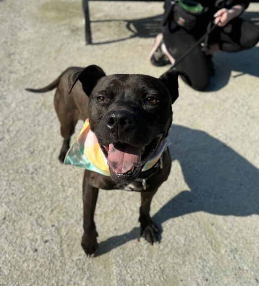 Pennsylvania SPCA tweet media