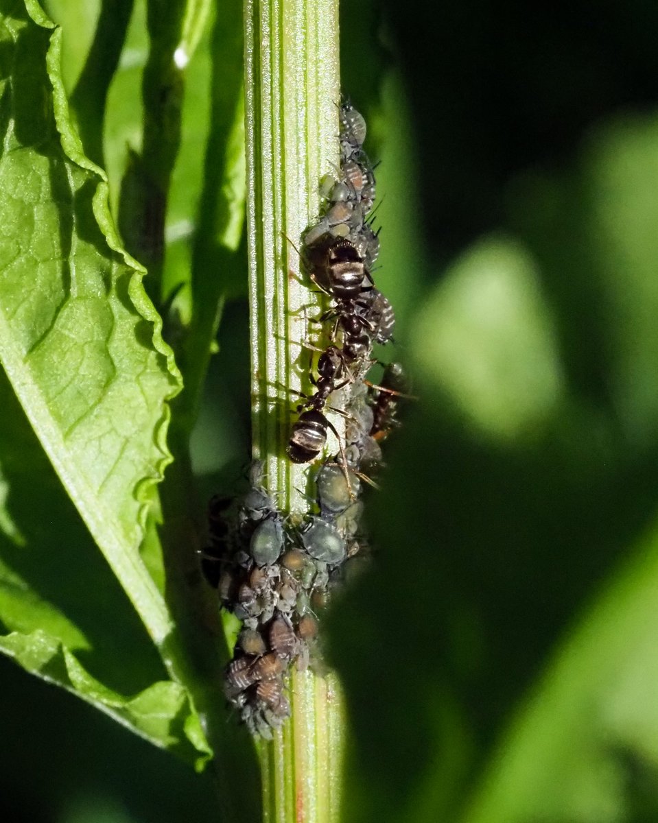 Black ants tending their aphids. Lasius niger and Aphis fabae maybe. #aphids