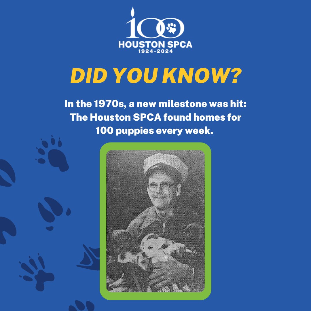 🌟 Did You Know? 🌟 In the 1970s, the Houston SPCA hit an incredible milestone by finding homes for 100 puppies every week! 🐶🏡 #DidYouKnow #HoustonSPCA #AnimalRescue #AdoptDontShop #PetAdoption #PuppyLove #CommunitySupport