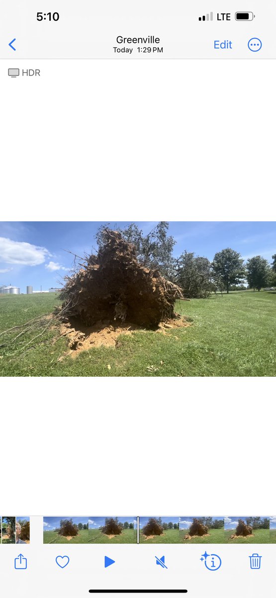 #Tornado Survey #kywx Hundreds of Uprooted trees with huge rootballs ⁦@NWSPaducah⁩