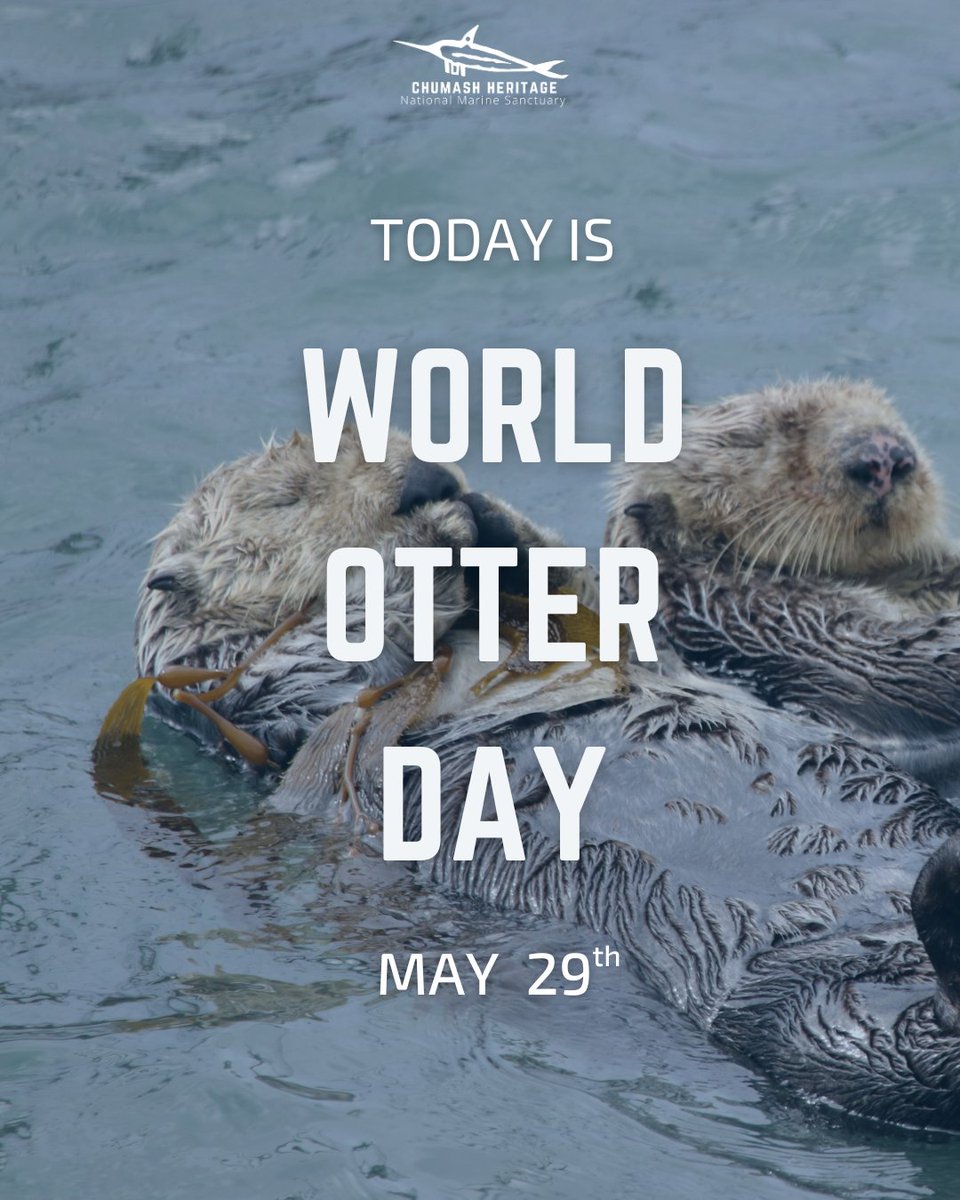 🦦 Happy World Otter Day! 🦦 Did you know that the designation of the Chumash Heritage National Marine Sanctuary will help safeguard the habitat of sea otters along California's central coast? Let's keep our oceans thriving for otters and all marine life! 💙 #WorldOtterDay