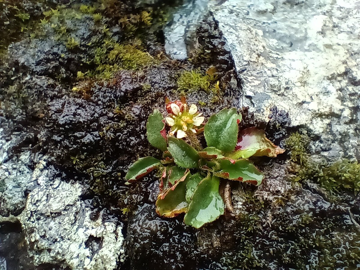 𝗗𝗮𝗻 𝗙𝗼𝘆 tweet media