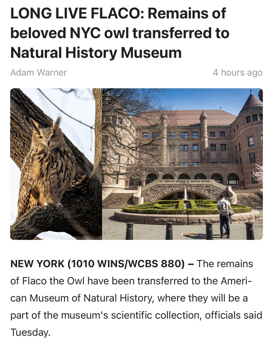 Remains of Flaco, the  beloved NYC transferred to Natural History Museum #flaco #owl #wildlife #longliveFlaco #birdcpp #nature