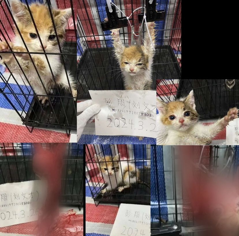 NickLoconteJr's tweet photo. Liu Wencai 刘文才
The one who tortured the calico kitten & the other kittens. He's a sick-ass deranged evil monster.
Currently resides in Guangzhou? https://t.co/clxTyfM78n