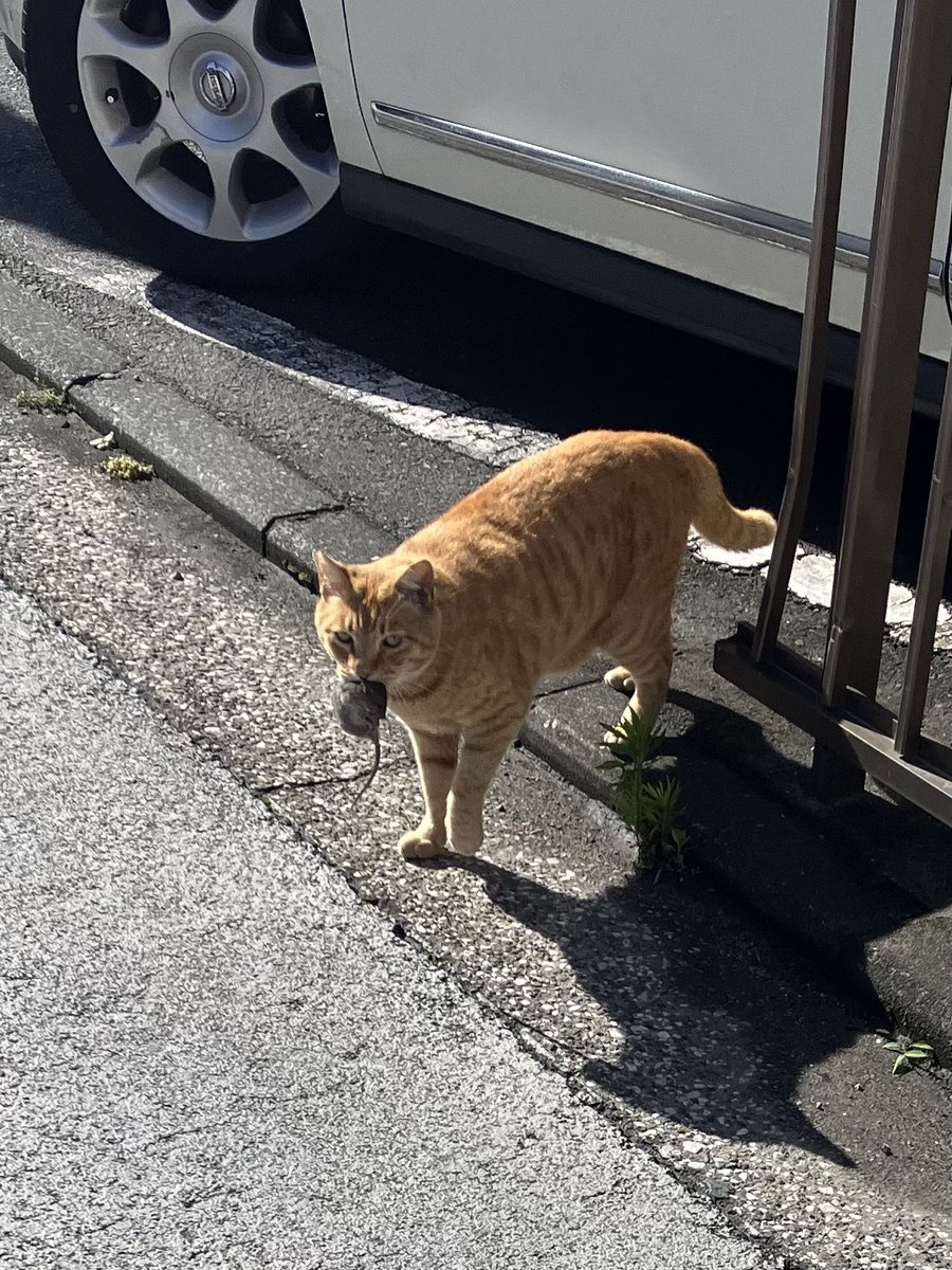 ネズミを咥えた猫とかいう遭遇しそうで遭遇しないものに遭遇した