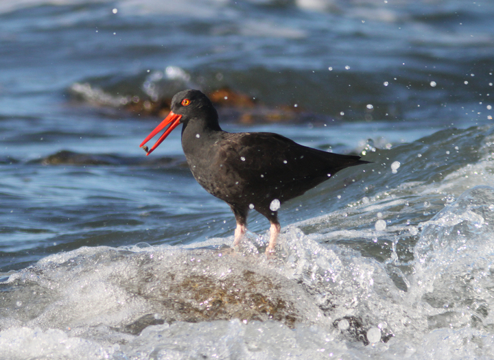 Postdoctoral Scholar in seabird population dynamics (CA)

The Institute for Ecological Monitoring and Management at San Diego State University is seeking a highly qualified and  postdoctoral scholar to join their research team 

careers-sdsurf.icims.com/jobs/17075/pos…

IMAGE: Alan Schmierer