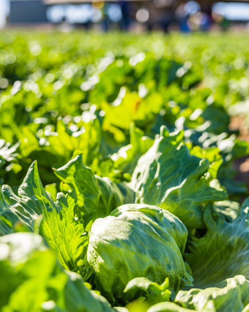 Artisan Baby Iceberg is looking 😍 Don't forget to add it to your cart this week! 

#taproduce #freshproduce #agriculture #cagrown