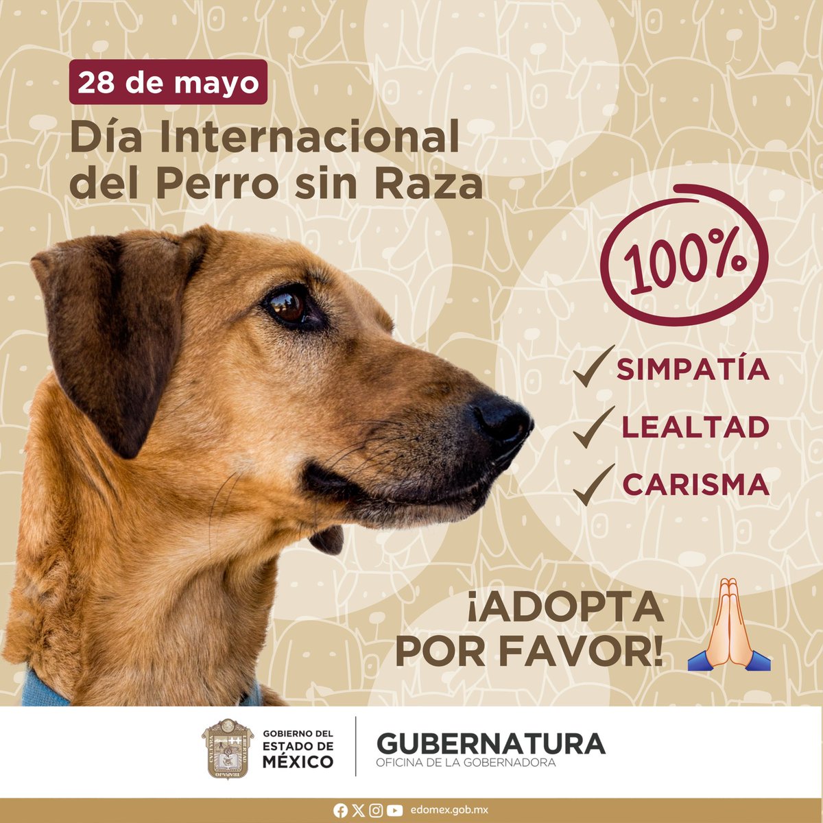 #DíaInternacionalDelPerroSinRaza Honramos su simpatía, lealtad y carisma inigualables. ¡Un día para reconocer su papel como compañeros no humanos que enriquecen nuestras vidas con amor y afecto! Comparte una foto de tu lomito 👇🏻🐾 📷