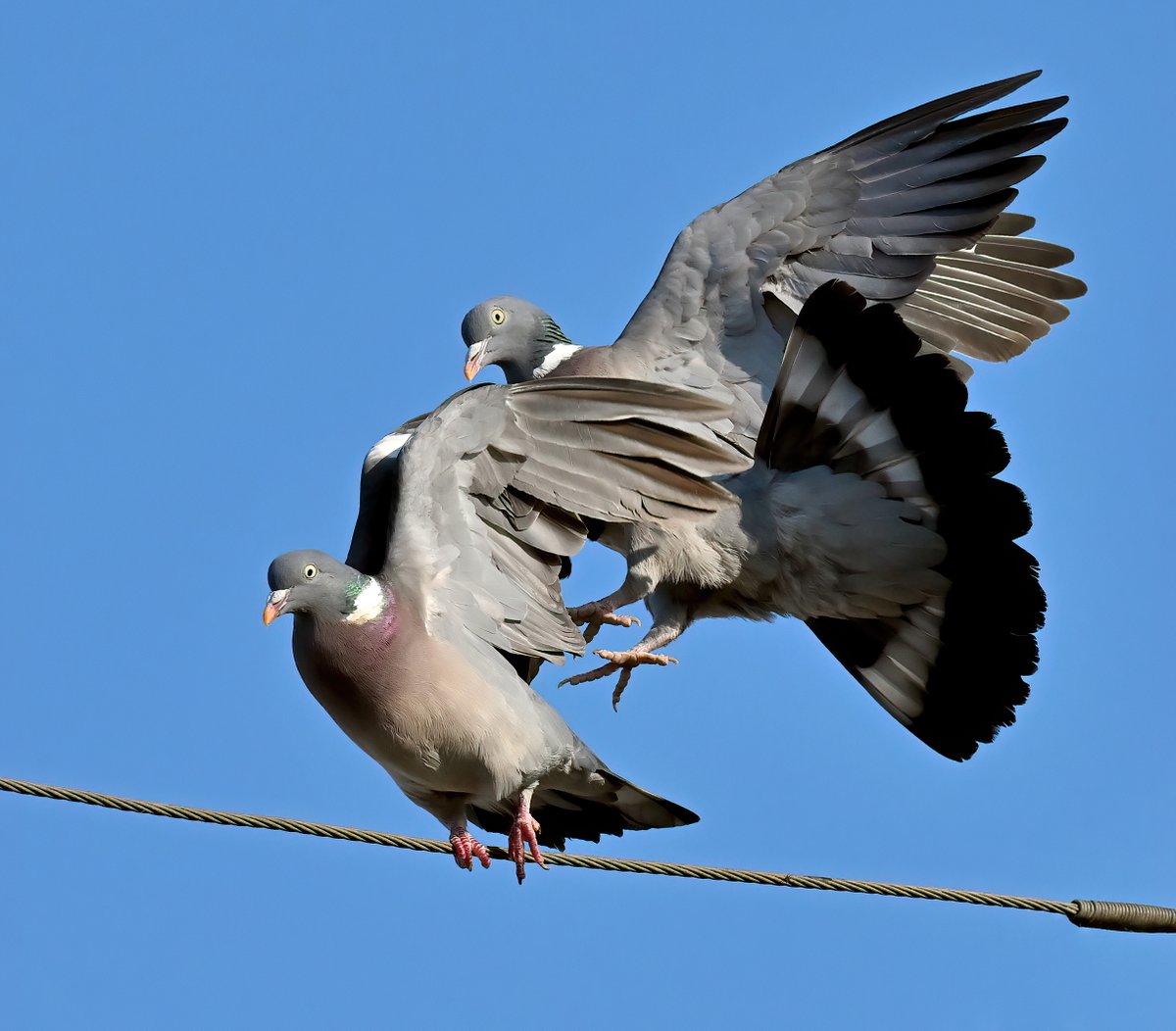 High wire Woodpigeons! 😁 Taken last week in my Somerset village. 🐦