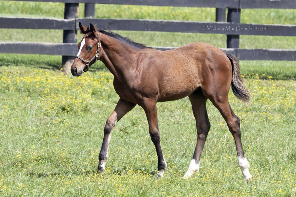 Following the exciting winning debut of Eagles Flight (Curlin) yesterday, we want to introduce his youngest half sibling -- and a full brother to #Flightline. This is broodmare #Feathered's 2024 colt by Tapit, shown Monday at Summer Wind at about 3 1/2 months old 😍⭐️✈️