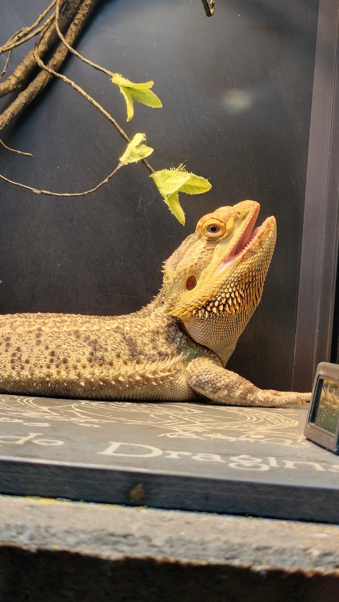 Celebrating his 2 year 'Gotcha Day' is our loveable Beardo Dragins!
What a handsome boy!
#beardeddragon
#petsoftwitter