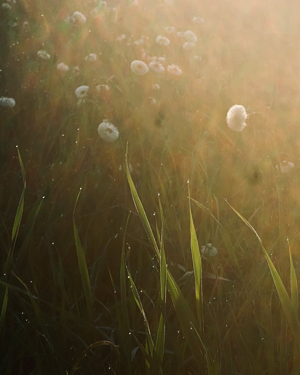 ShellLeDrew's tweet image. Summer. 
Photograph by Shell LeDrew of my
Memories of
Summer.  The inside of my
Brain. 
May 28, 2024.