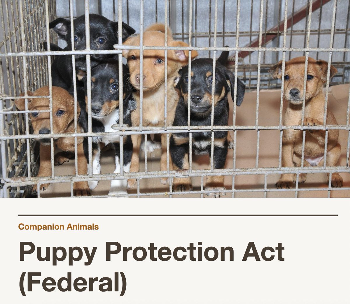gin_giselle's tweet photo. A third solution to this problem is to advocate for stricter laws regarding animal welfare rights. By doing so, these puppy mills can be put to an end and the adoption from shelters will increase. #UCanimals
https://t.co/mOHdkaE2ky https://t.co/EyDkLnzuQe