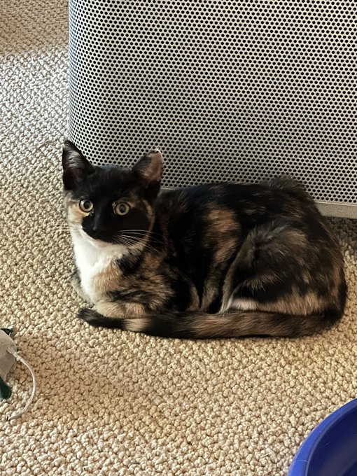 New kitty has come out of its shell a little bit 👍🏻 https://t.co/pqTmr11auD