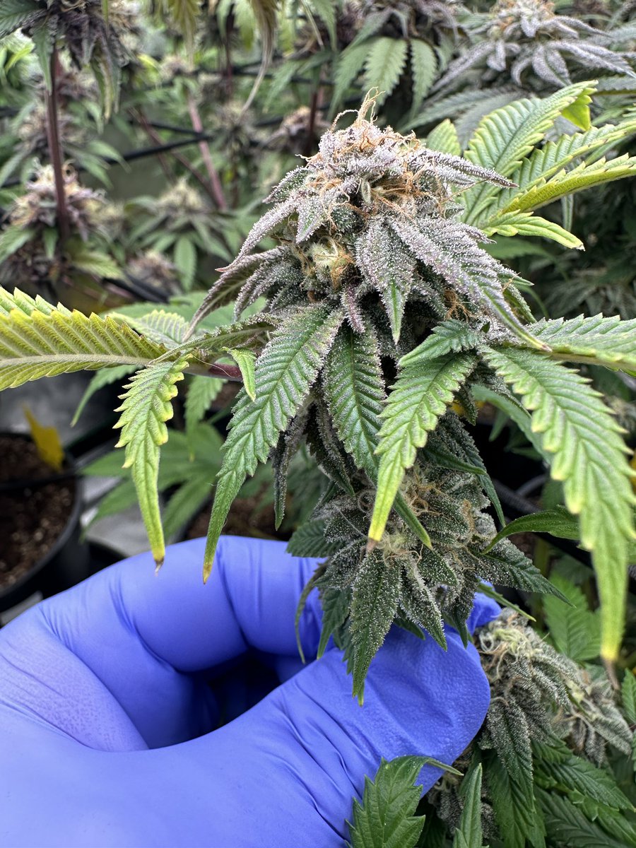 Trop Juice leaner of S.O.S. this one should be tasty as fuck three weeks left to go #growlifeornolife #gasinthedeltapass #gasmanthegascan #livingsoil #organic #LED #humboldtcountysown #microbes #fohse #hydroponics #seeds #gardening #medical #greenleopardLED #manoftheredearth