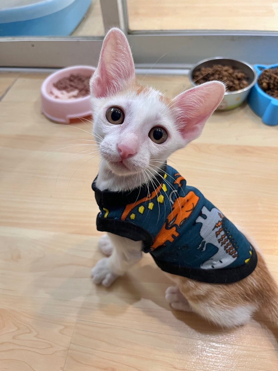 CatsanovaBkk's tweet image. 🧡 กุด มอรนิ่ง
วันนี้คาเฟ่เปิดปกติ เรามาแจกความน่ารักของหลานใบบุญกันต่อ
รู้สึกจะโตรายวันเลยครับ แข็งแรง เริ่มเป็นลิง พร้อมหาบ้านคู่กับแม่ใบไม้แล้ว
BaiBoon and mama BaiMai are still looking for their forever home
ปล. หูยาวจริงด้วย ด๊อบบี้ชัดๆ