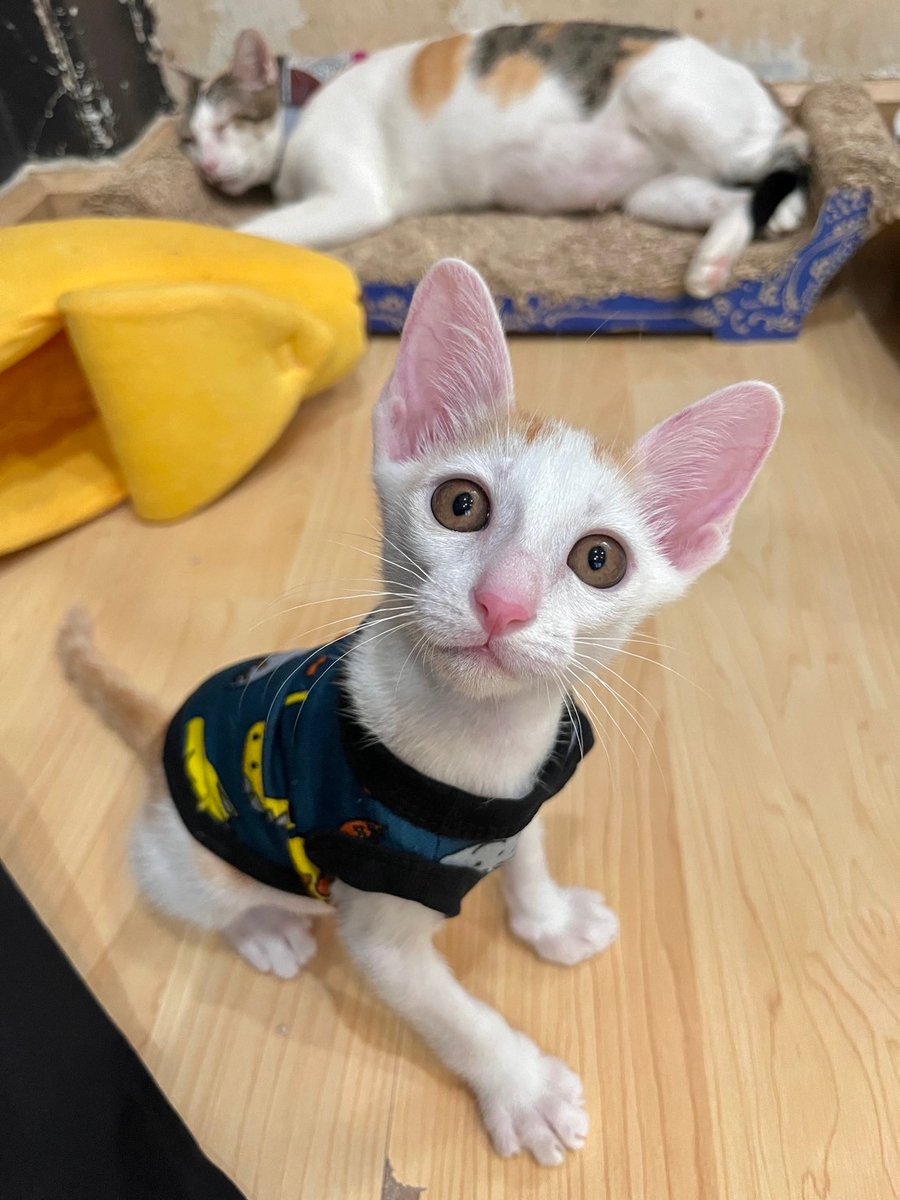 CatsanovaBkk's tweet image. 🧡 กุด มอรนิ่ง
วันนี้คาเฟ่เปิดปกติ เรามาแจกความน่ารักของหลานใบบุญกันต่อ
รู้สึกจะโตรายวันเลยครับ แข็งแรง เริ่มเป็นลิง พร้อมหาบ้านคู่กับแม่ใบไม้แล้ว
BaiBoon and mama BaiMai are still looking for their forever home
ปล. หูยาวจริงด้วย ด๊อบบี้ชัดๆ