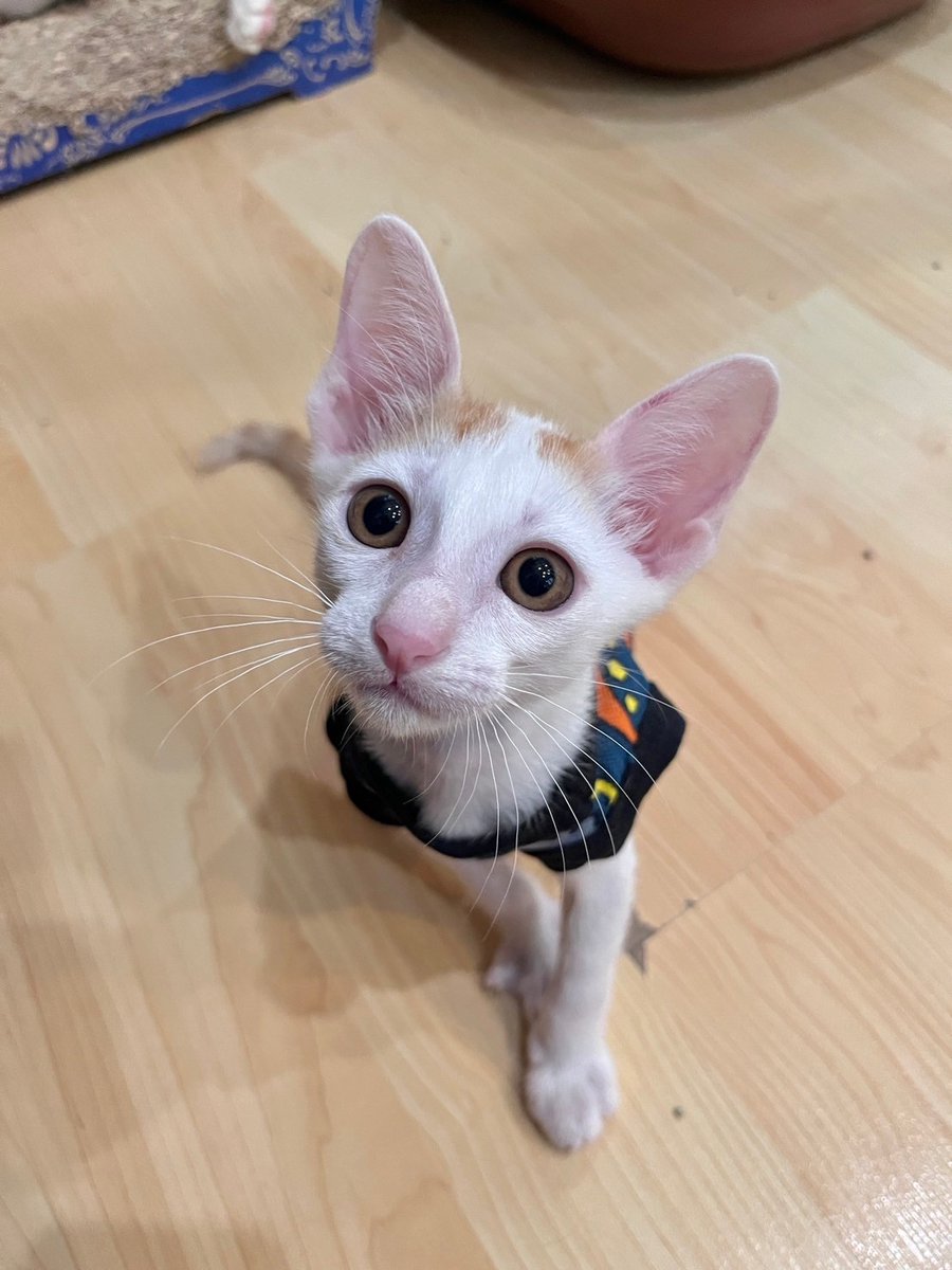 CatsanovaBkk's tweet image. 🧡 กุด มอรนิ่ง
วันนี้คาเฟ่เปิดปกติ เรามาแจกความน่ารักของหลานใบบุญกันต่อ
รู้สึกจะโตรายวันเลยครับ แข็งแรง เริ่มเป็นลิง พร้อมหาบ้านคู่กับแม่ใบไม้แล้ว
BaiBoon and mama BaiMai are still looking for their forever home
ปล. หูยาวจริงด้วย ด๊อบบี้ชัดๆ