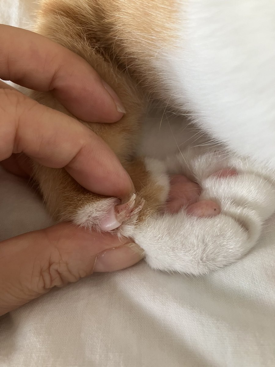 すみません
どなたか教えてください
猫の親指の爪がぱっくり割れてバルタン星人みたいになってます
昨日キャットタワーをつかみ損ねて落ちました😵
中から新しい爪が生えてきてますが、このままほっといて大丈夫でしょうか💦