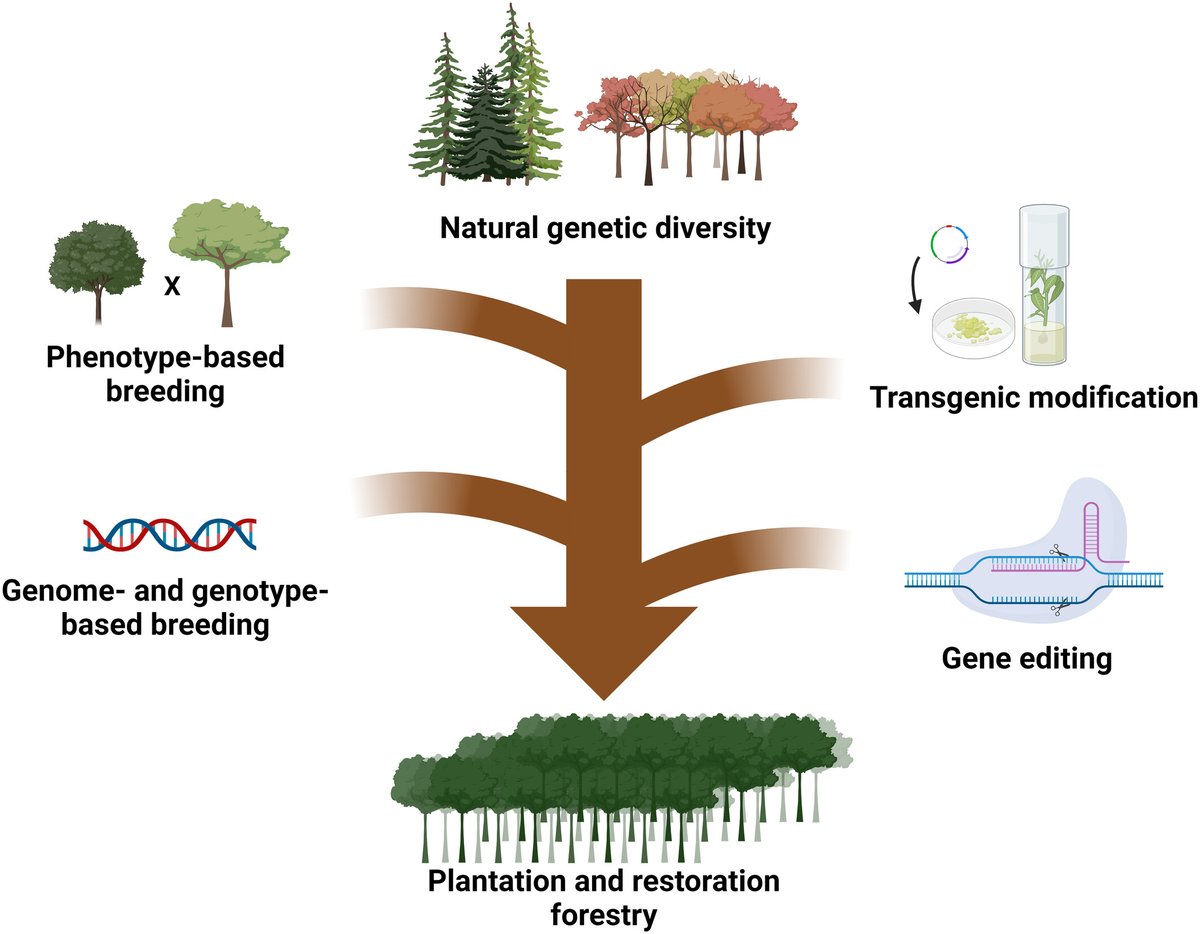 Social and biological innovations are essential to deliver transformative forest biotechnologies Boerjan and Strauss @BioenergyVIB @shstrauss 📖 ow.ly/9Jtb50RXSxT