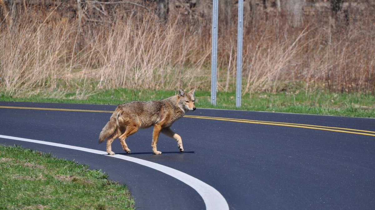 shawnllee's tweet photo. ๐ Improving coyote mental health in urban areas is crucial for their well-being! A third way is to implement wildlife crossings to reduce road fatalities. #UCanimals Check out this video that explains how wildlife crossing protects both us and animals: https://t.co/vbyGrZGobW https://t.co/gu0MgNH3eS