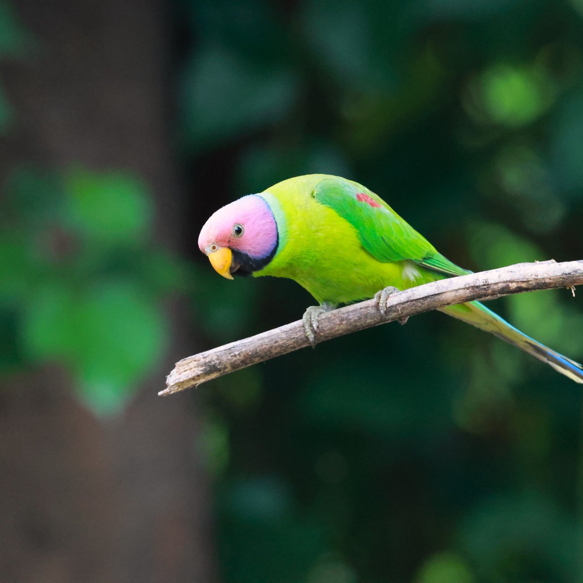 Plum-headed parakeet (for obvious reasons :D)