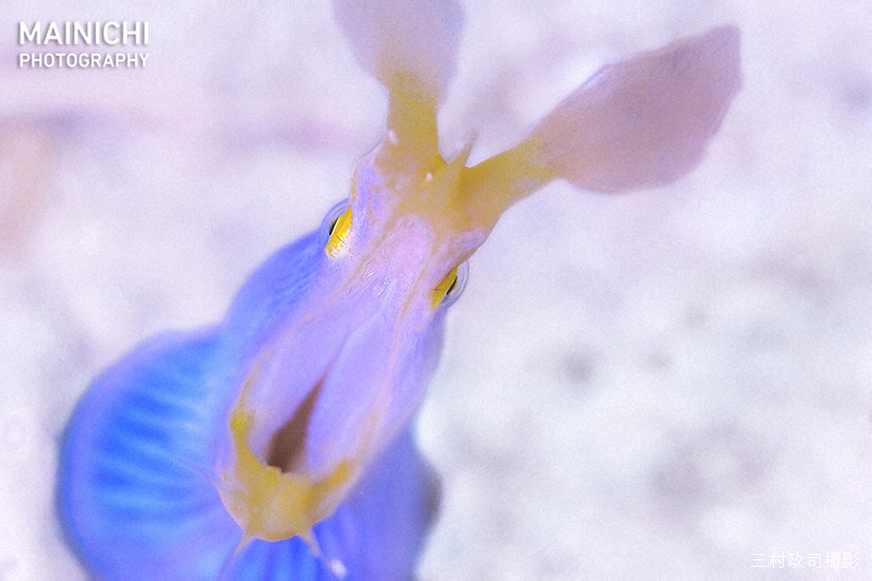 水中写真連載「So Blue」。#ハナヒゲウツボ を紹介します。水温の低い冬季は砂底の穴や岩の隙間に引きこもり、20度前後になると穴から出てエサを狙い始めます。

記事mainichi.jp/articles/20240…