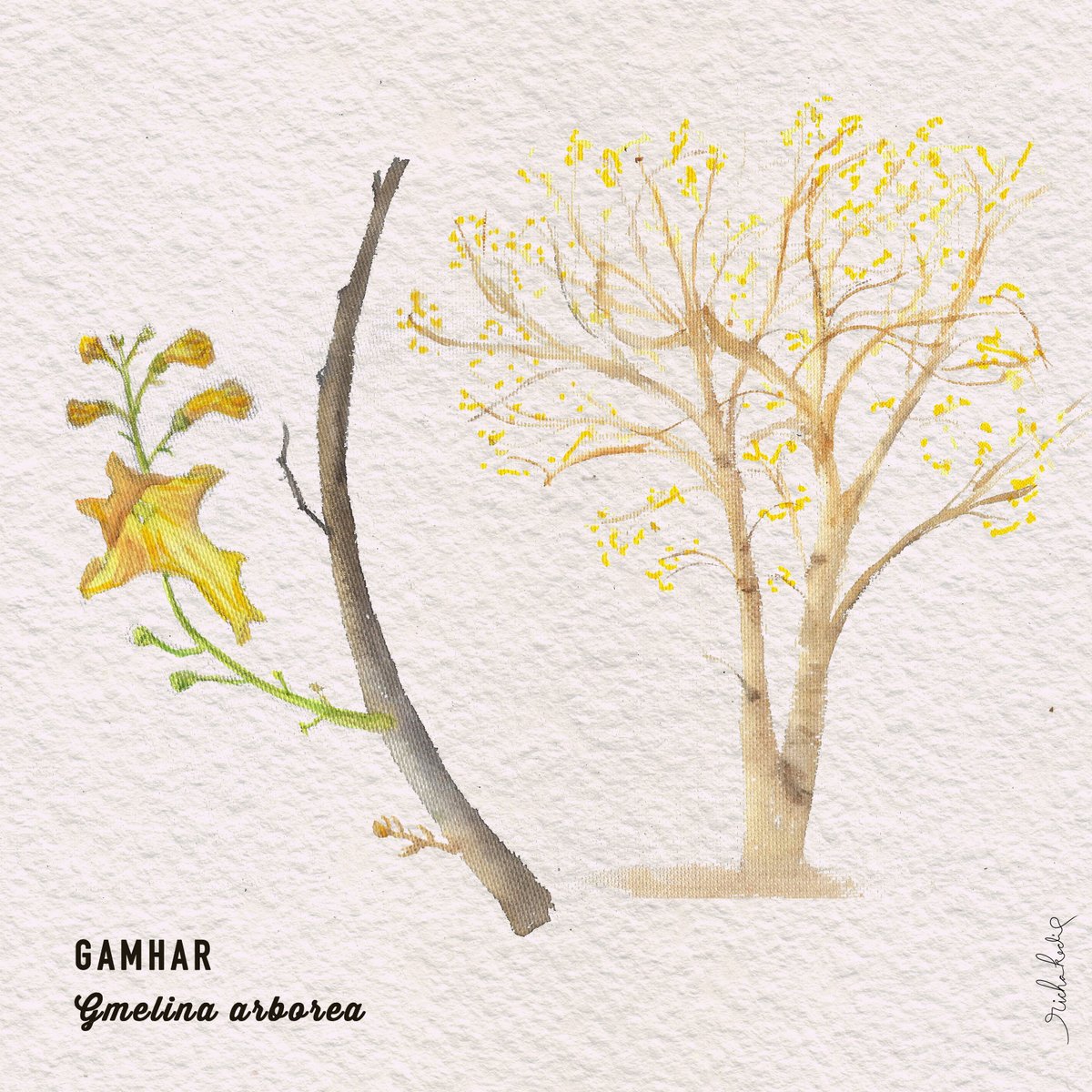 Gamhar tree, is a fast-growing, deciduous tree with a tall, straight trunk and a broad crown. In spring, it has no leaves but clusters of fragrant, yellow flowers, which attract numerous bees and other pollinators. #aravalitrees #treesofindia #botanicalart #indiaves