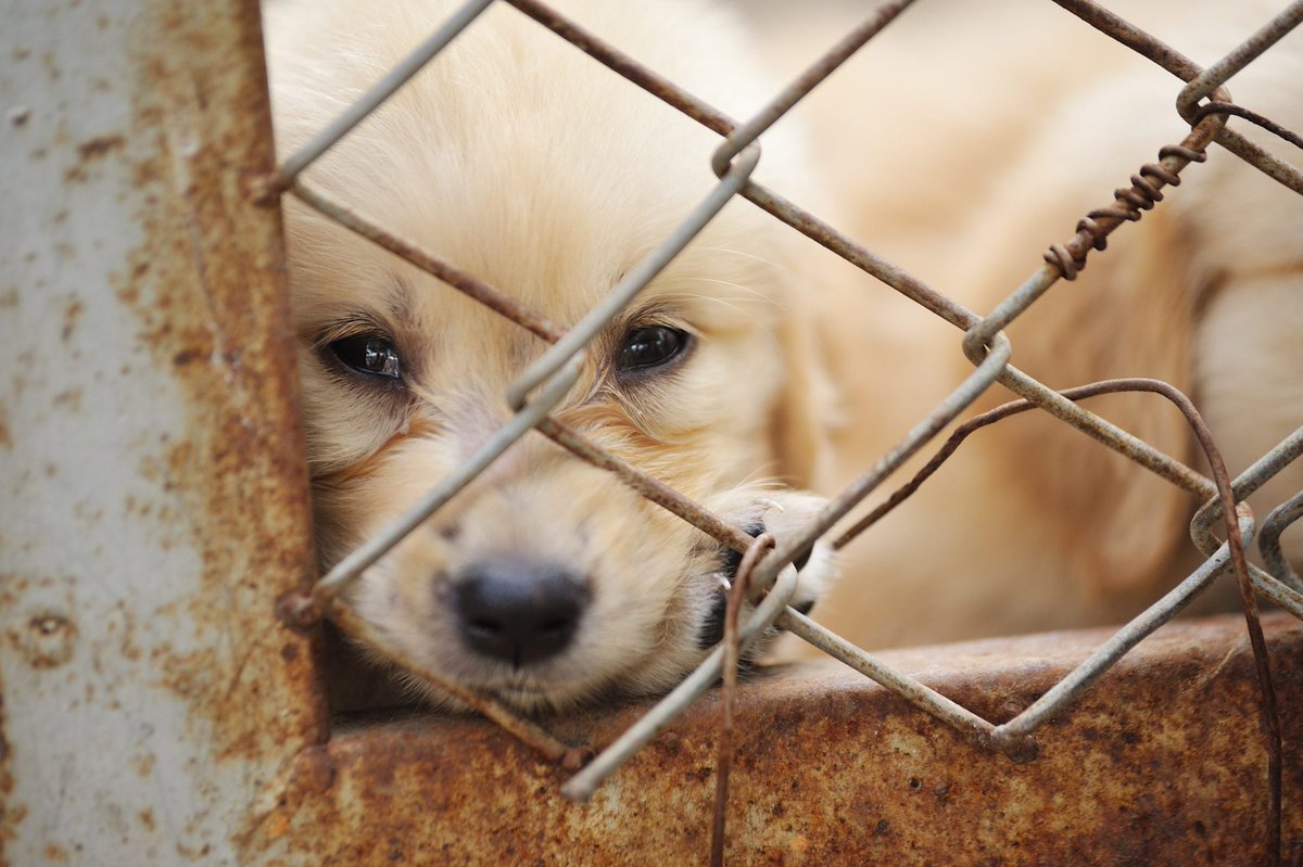 cailinlc's tweet photo. Another proposed solution is that local governments need to become more hands on when it comes to curbing puppy mills. Local government have the authority to issue care and handling standards to regulate puppy mills in ways that other federal laws can’t enforce. #UCanimals https://t.co/zVoDk0EiZU