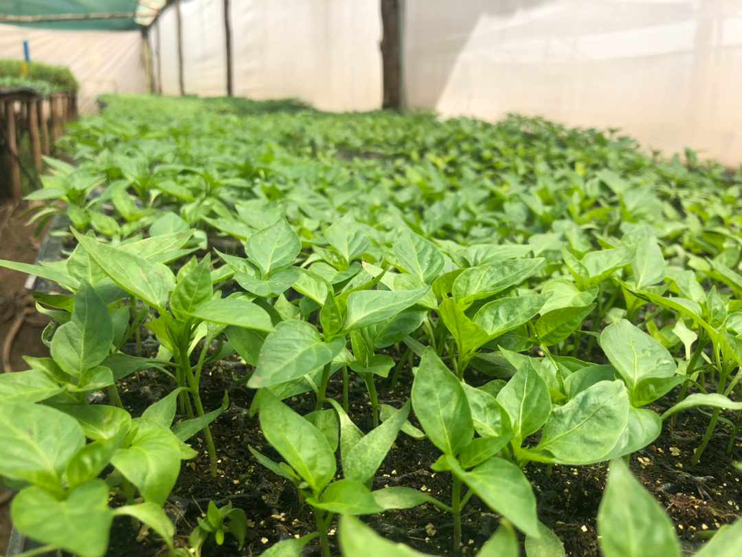 With me I have #pepper seedlings 🌱, retailing at ksh 5 

☎️0724471075 @kalebndolo