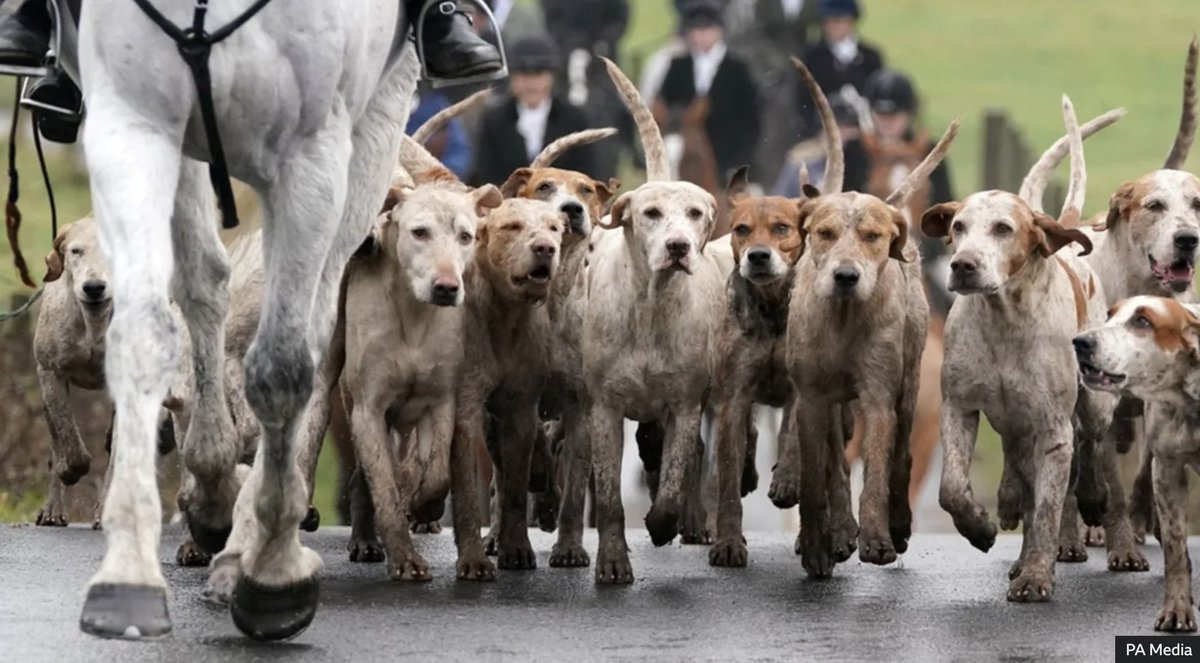 BahaarA27's tweet photo. Fresh calls for stricter laws around fox hunting ahead of 200 Boxing Day meets. Labor highlights only 438 convictions since 2010, calling for loophole closures and banning trail hunting "smokescreens." ๐ฆ
#UCanimals
https://t.co/6n8xNbziZs https://t.co/nPrSh1tgNV