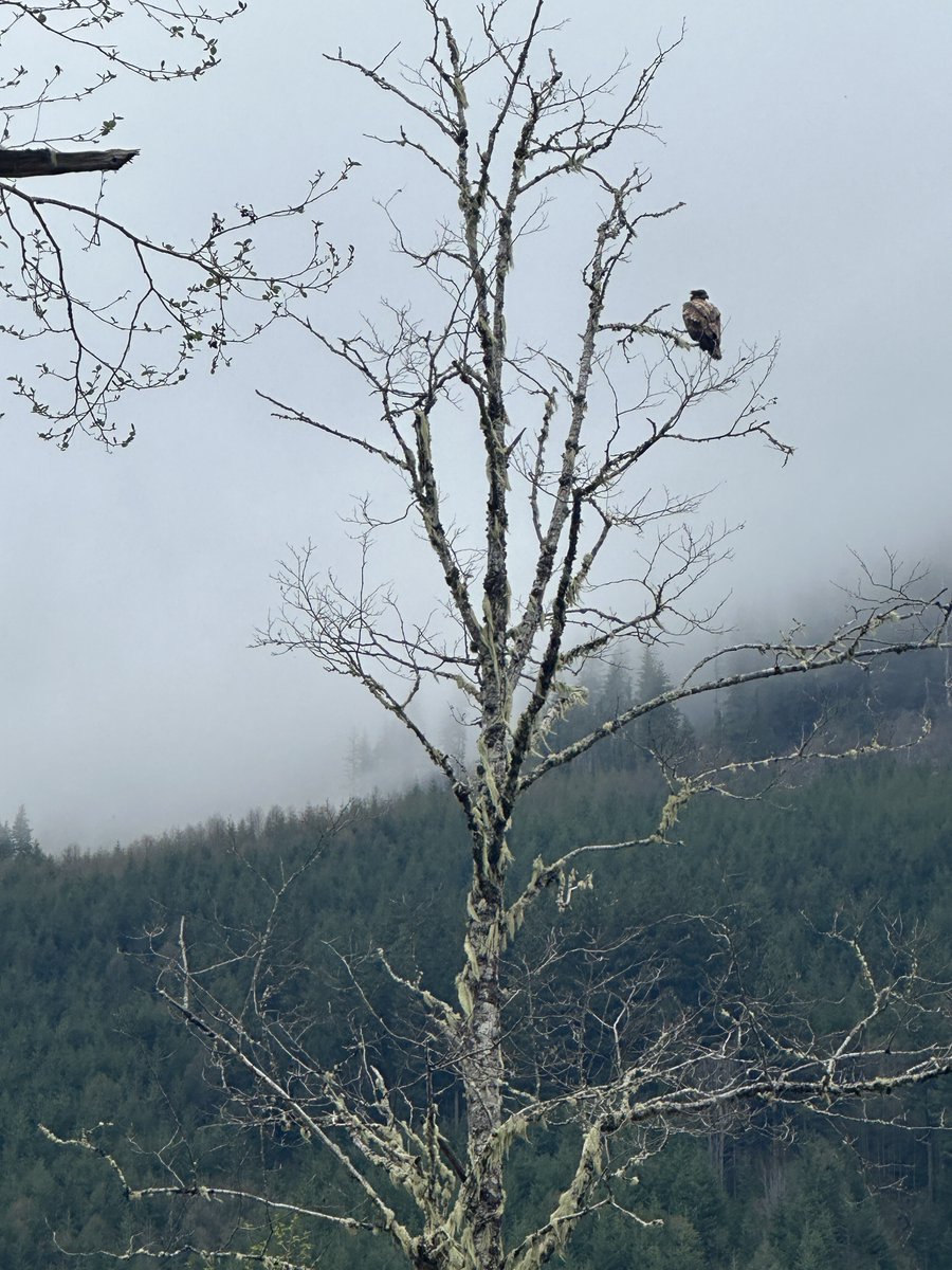 Majestic bird of prey perched on a branch at Carbon River, Mount Rainier National Park.