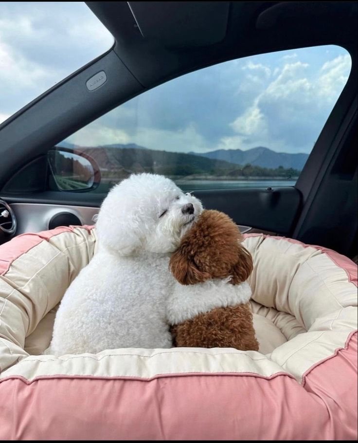 💖 (@twaniimals) on Twitter photo 