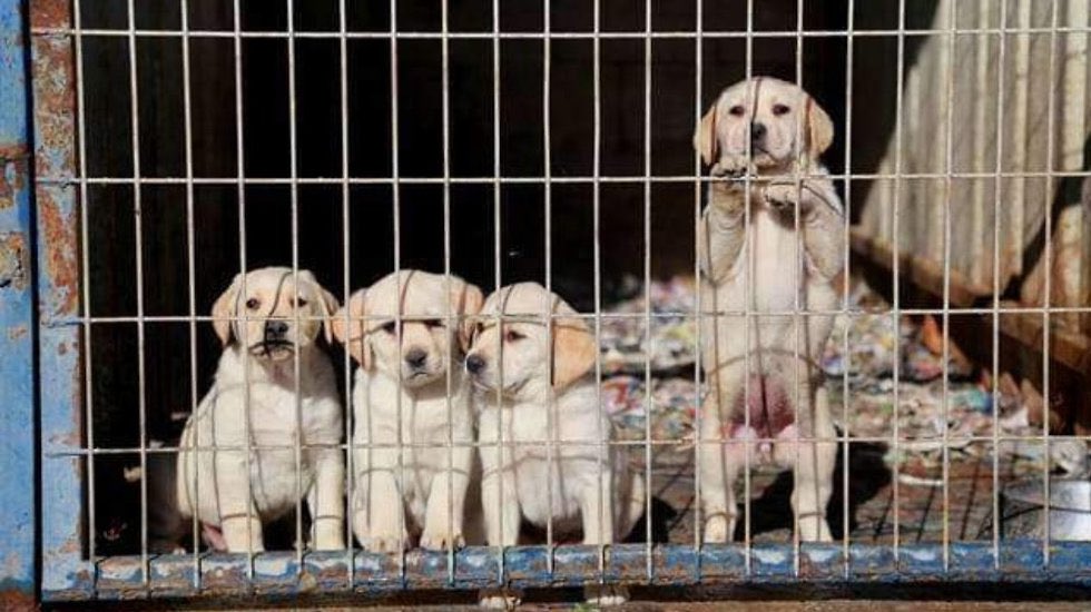 While it is hard to raise counter arguments regarding the ethics surrounding the issues of puppy mills, some believe that these facilities meet the demand of purebred dogs that reliable breeders or shelters cannot provide when consumers want a specific breed. #UCanimals