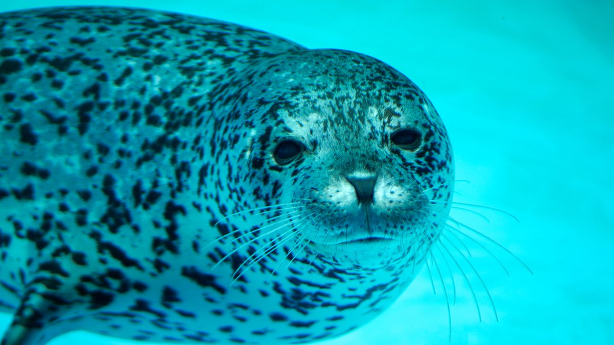 2024.05.26
男鹿水族館GAO

おはたぼ！