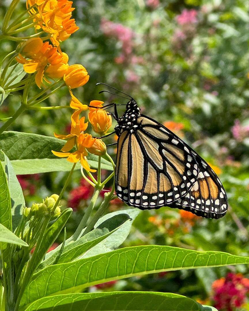 Saw this visitor at the plant store over the weekend. Pretty decent sales pitch when you’re trying to get more of these moments of beauty in our own yard. #butterfly #louisiana #plants #mentalhealthbreak #nature instagr.am/p/C7h-0bDsJoY/