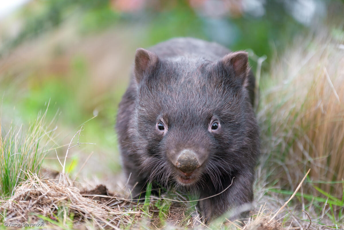 🚨 UPDATE: Last night @ausgov published its next steps in the reform of Australia’s EPBC Act, with no clear timelines or commitment to change policy based on the consultations. Don't forget: Australia’s broken nature law must be completed this term. greenpeace.org.au/news/deeply-fl…