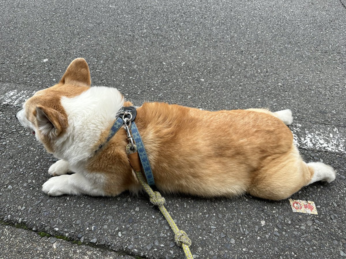 今日もどこかでコーギーが休んでいる。