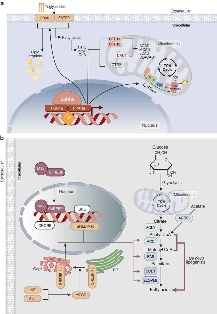 The key role of altered tubule cell lipid metabolism in kidney disease development

doi.org/10.1016/j.kint…

#KIReview @PennMedicine #lipids #mitochondria #kidneydisease