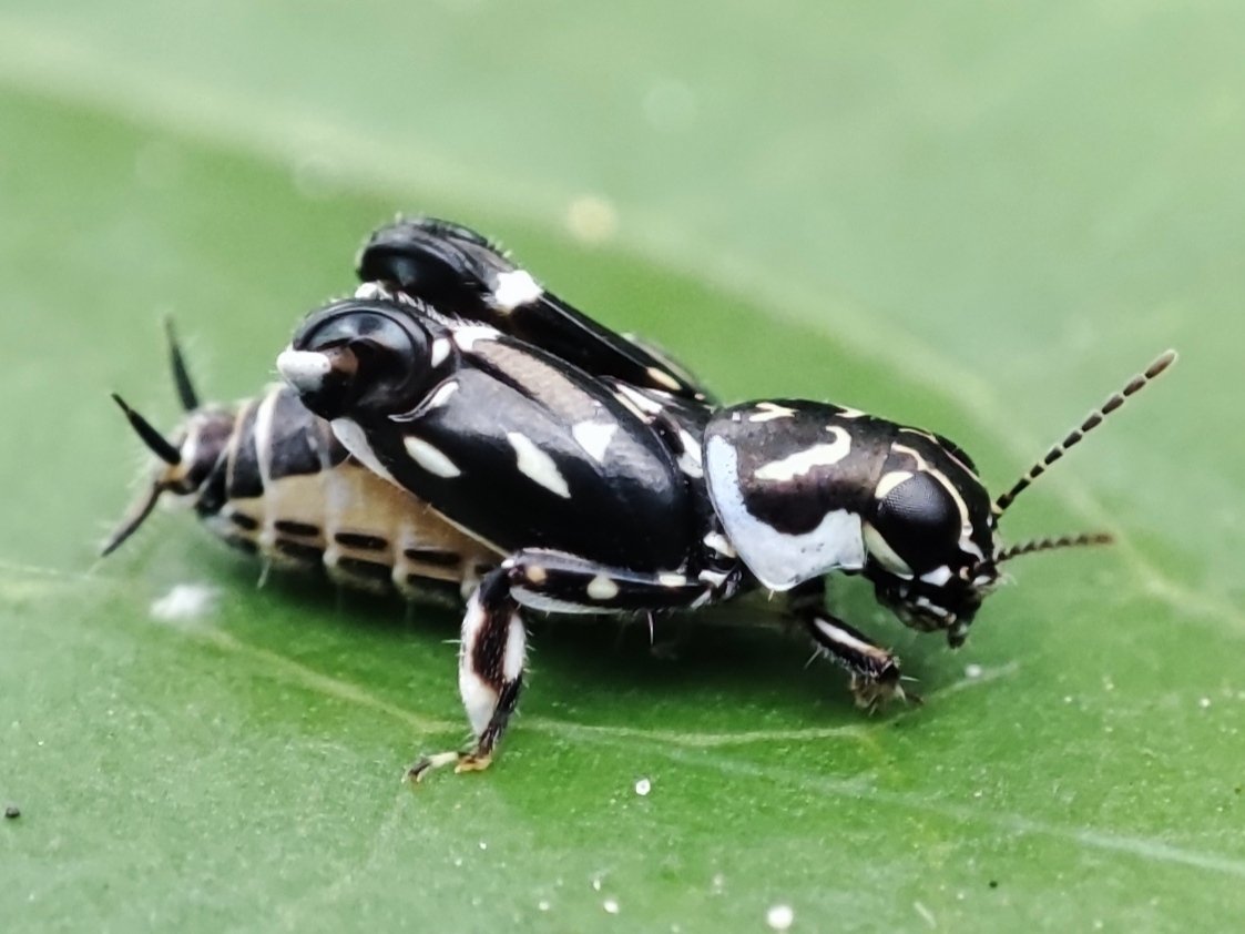 Today I learned about molehoppers, another name for pygmy mole crickets in the genus Xya. Absolutely beautiful insects.

This is Xya nobile from the foothills of the Himalayas in Assam, India. It's ~5mm long. 👀

📸: Benoît Segerer via @iNaturalist #entomology